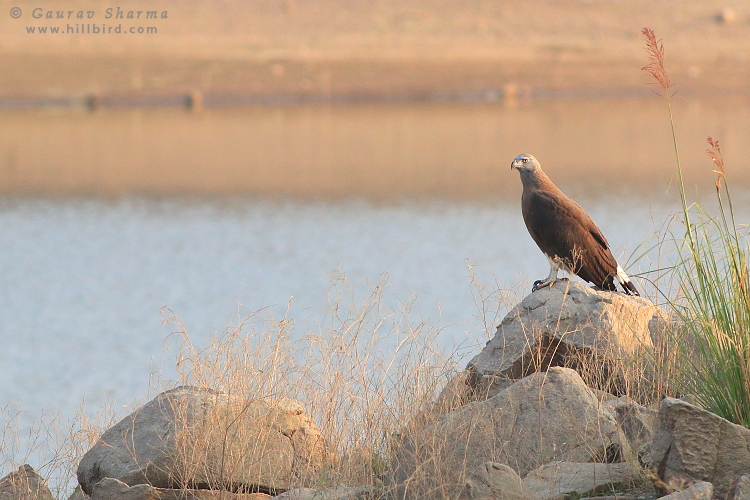 Grey-headed
        Fish Eagle