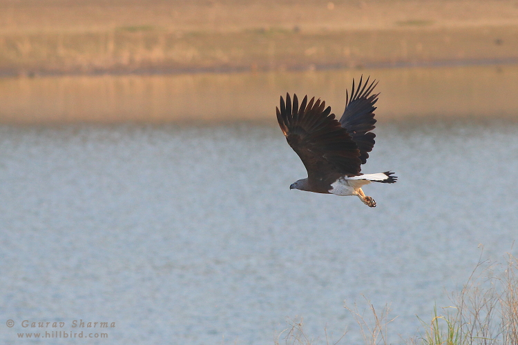 Grey-headed
        Fish Eagle