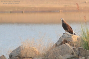 Grey-headed Fish
          Eagle Pench