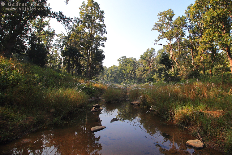 Kanha Forest
        Stream