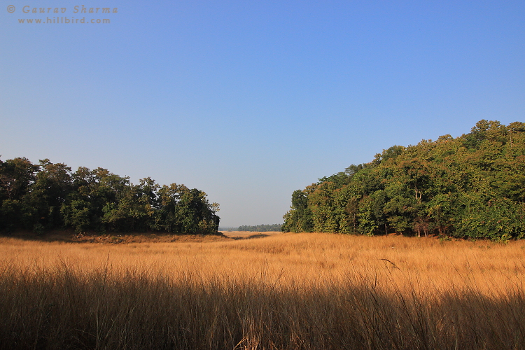 Pench
        Backwaters