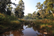 Forest Stream
          Kanha