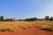 Meadows
          Kanha