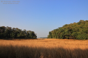 Backwaters
          Pench