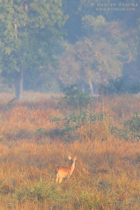 Barasingha
        Female in Kanha