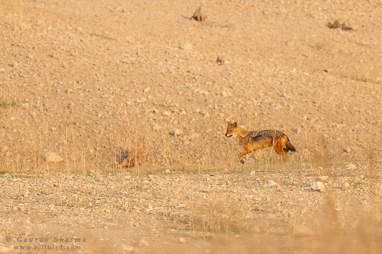 Golden Jackal
        in Pench
