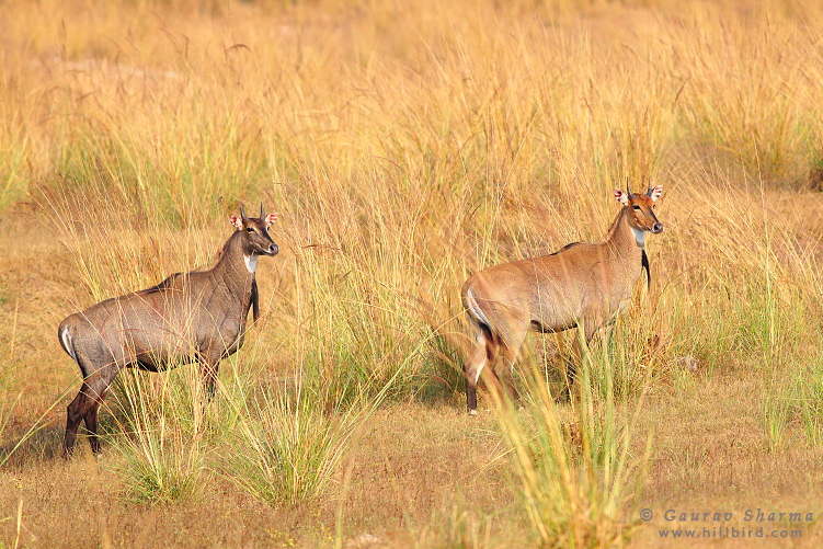 Nilgai Male and
        Female in Pench