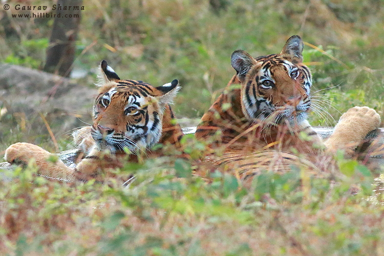 Tiger Cubs
        Kanha