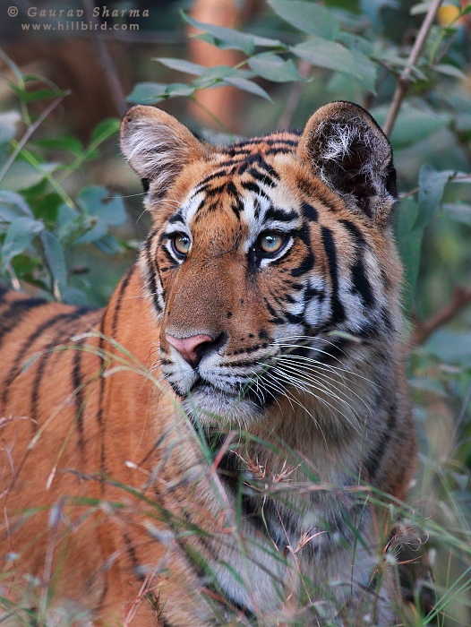 Tiger in Pench