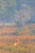 Barasingha
          Female Kanha