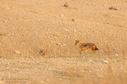 Golden Jackal
          Pench