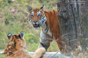 Tigress with cub
          Kanha