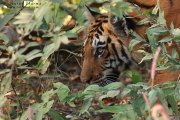 Tiger Pench